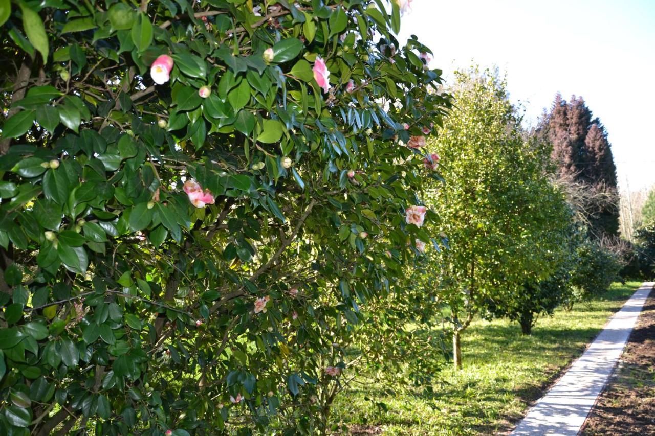 Bed and Breakfast Quinta D'Avo Amelia Alquerubim Exteriér fotografie