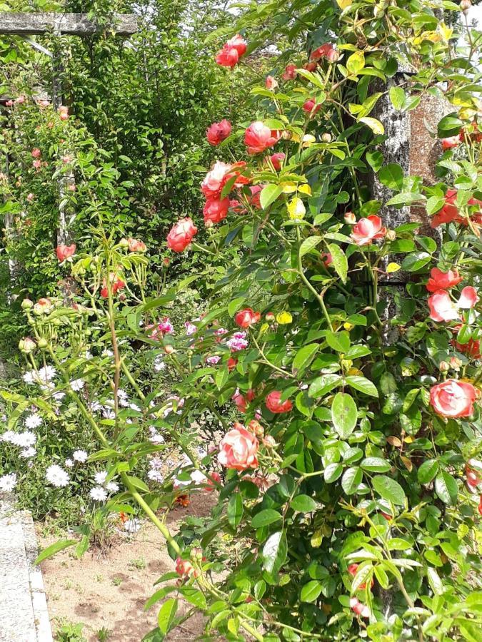 Bed and Breakfast Quinta D'Avo Amelia Alquerubim Exteriér fotografie